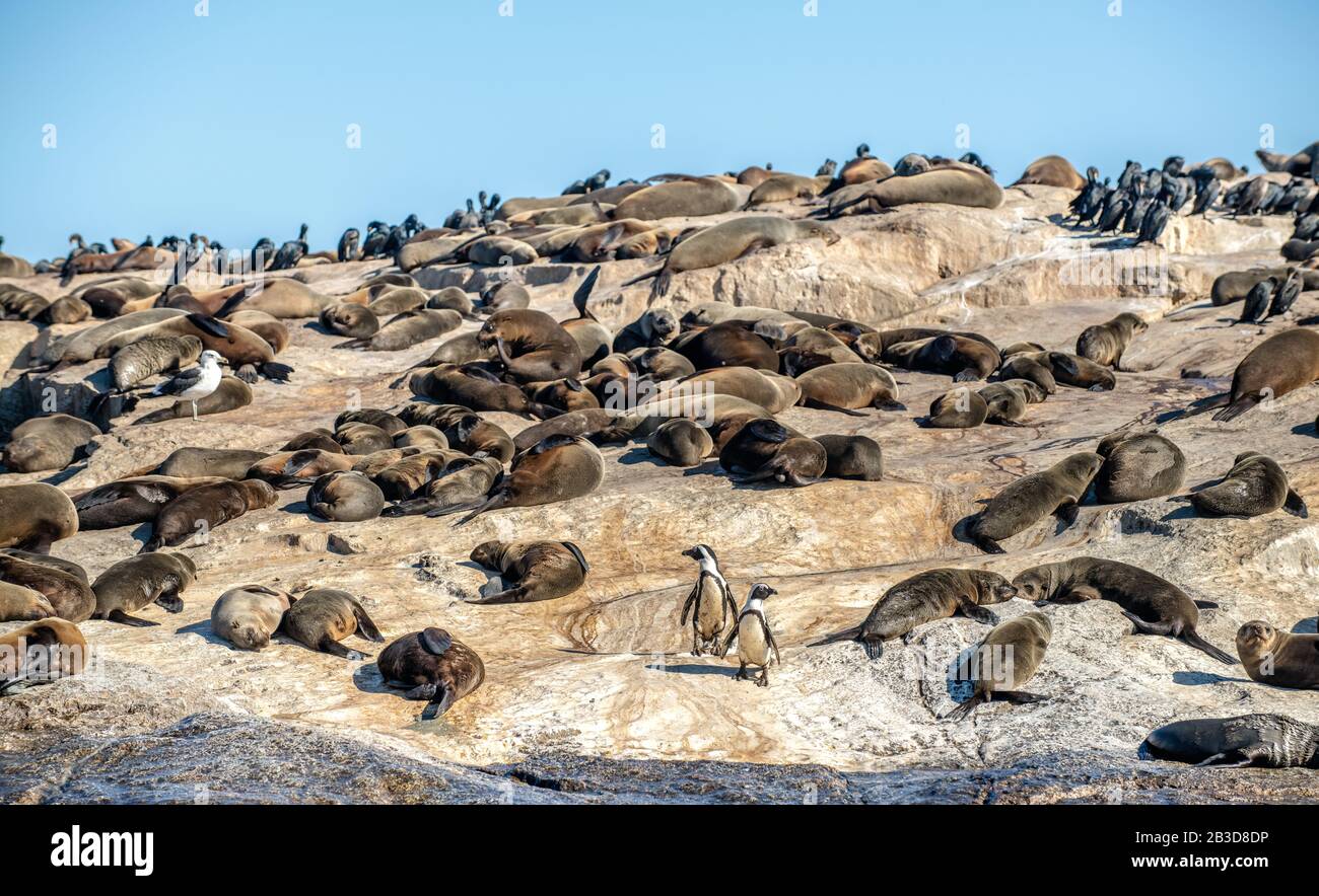 Pinguini africani su Seal Island. Seal Island, situato a False Bay, vicino a Simon's Town. Foche da pelliccia sudafricane (capo) (Arctocephalus pusillus pusillus) Foto Stock