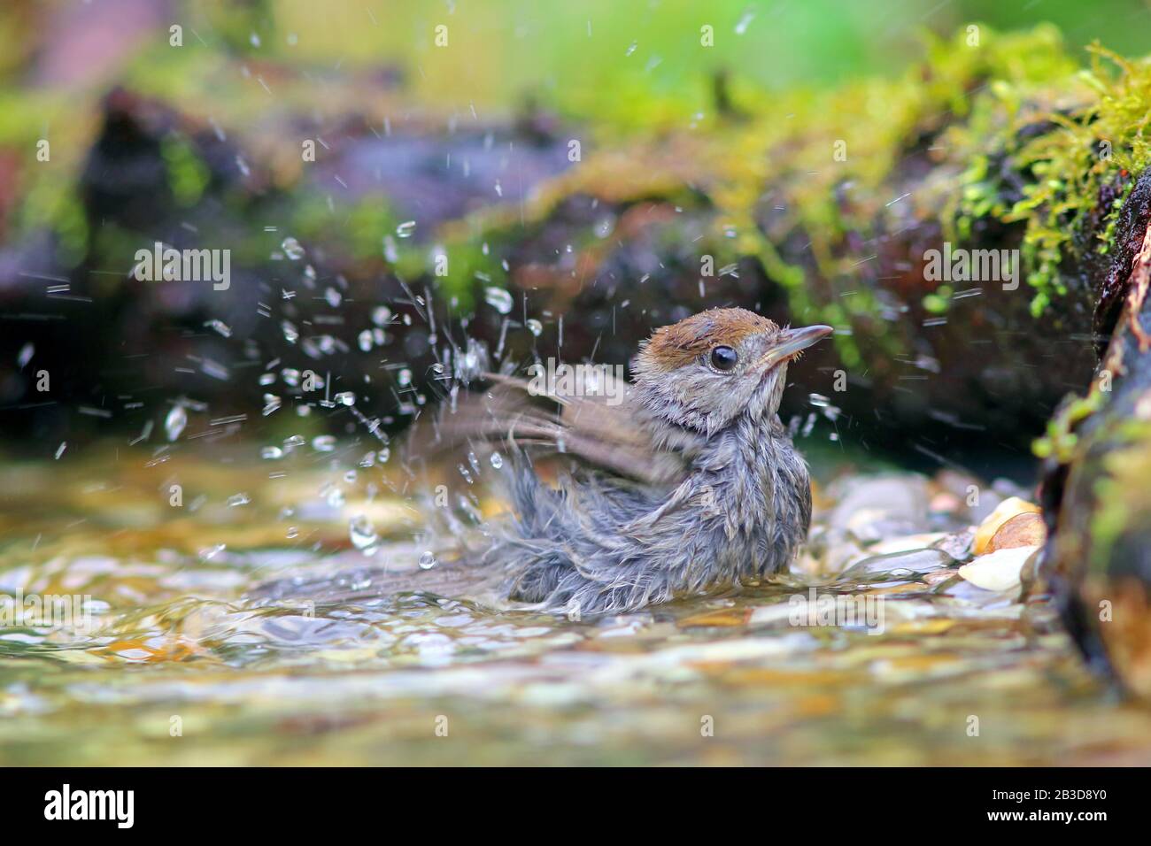 Blackcap (Sylvia atricapilla), donna, bagno in acque poco profonde, Assia, Germania Foto Stock