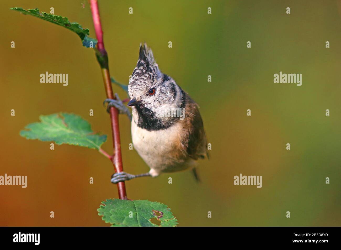 Crested tit (Parus cristate) seduto su un ramo, Assia, Germania Foto Stock