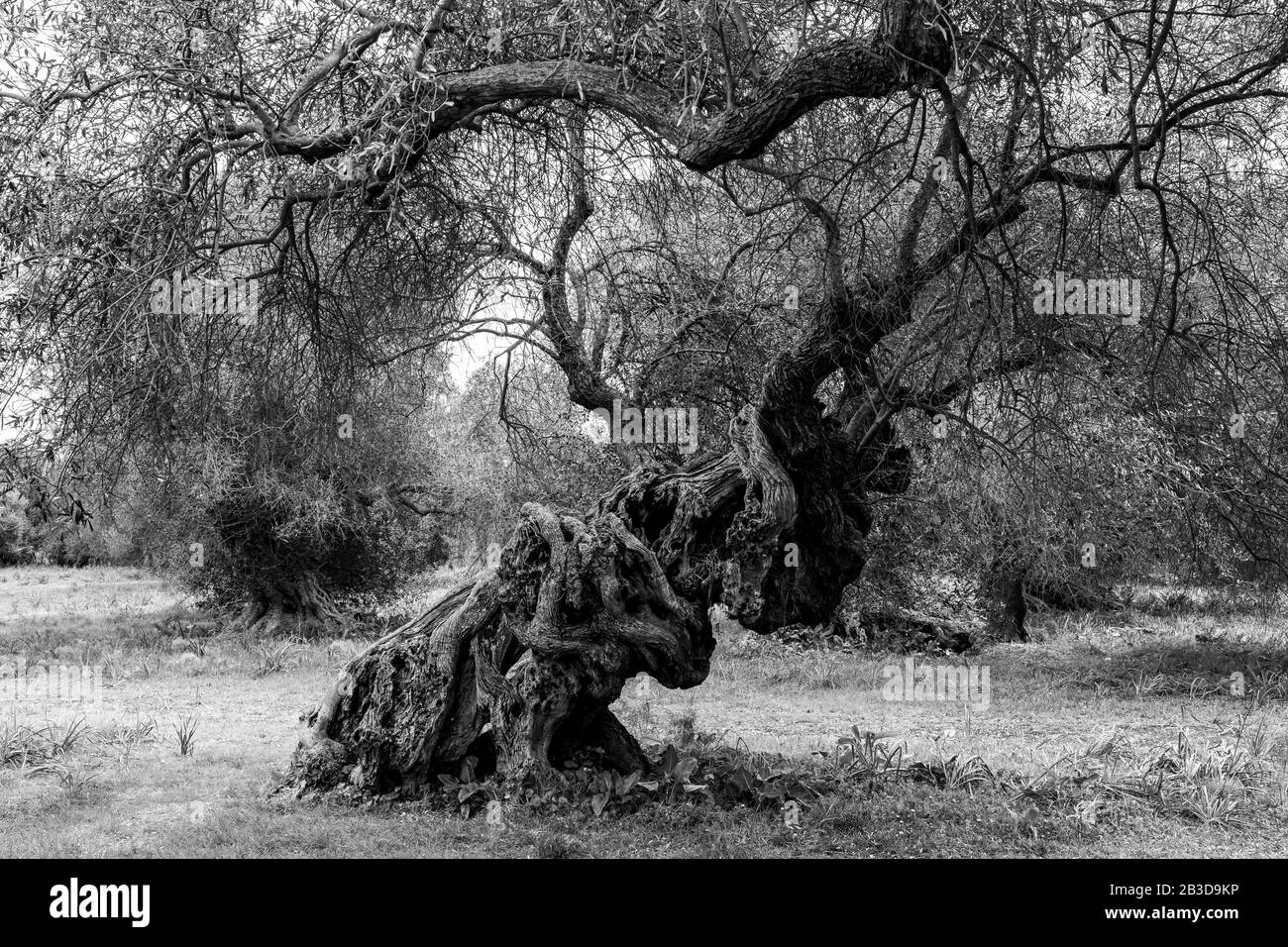 Olivo antico (Olea europaea) con tronco di albero ritorto, bianco e nero, Sardegna, Italia Foto Stock