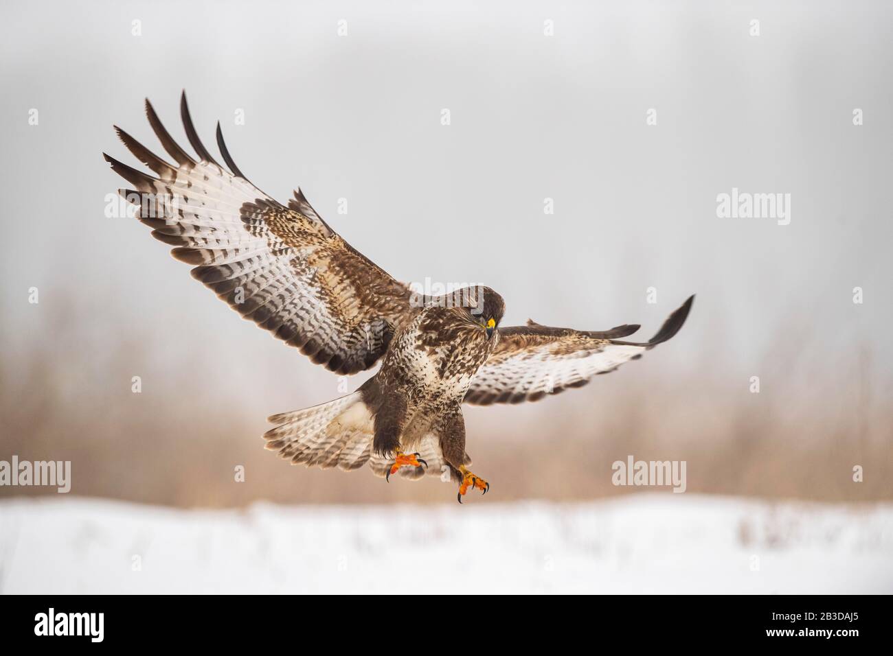 Steppa poiana (Buteo buteo) su Approach, Ungheria Foto Stock