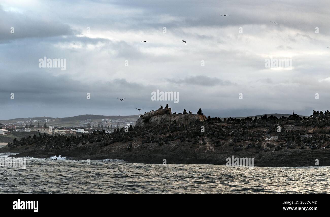 Stagionatura. La colonia di foche ( Cape Fur Foche ) sull'isola rocciosa nell'oceano. Baia di Mossel. Sudafrica Foto Stock