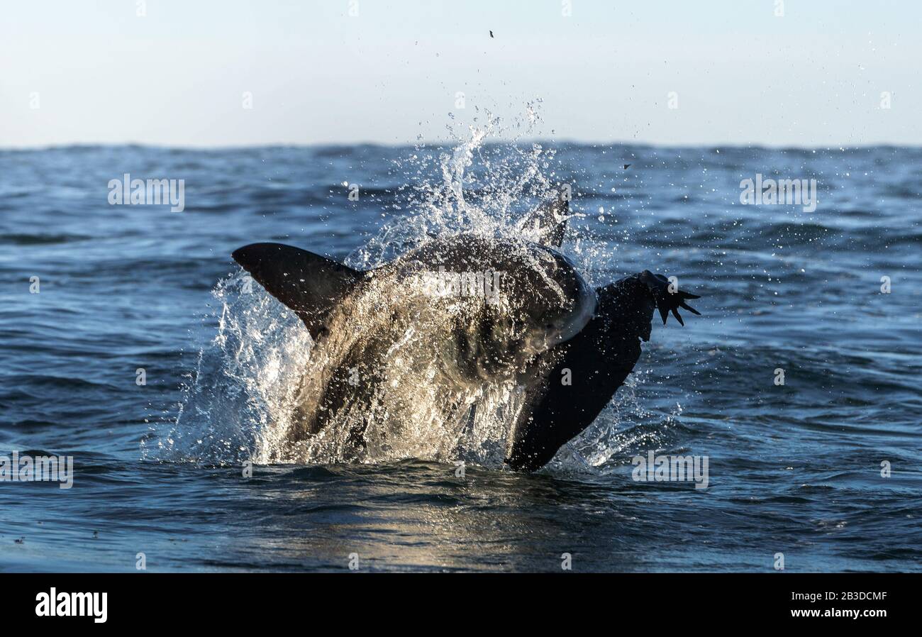 Bracconaggio Del Grande Squalo Bianco. Lo squalo attacca l'esca. Nome scientifico: Carcharodon carcharias. Sudafrica. Foto Stock