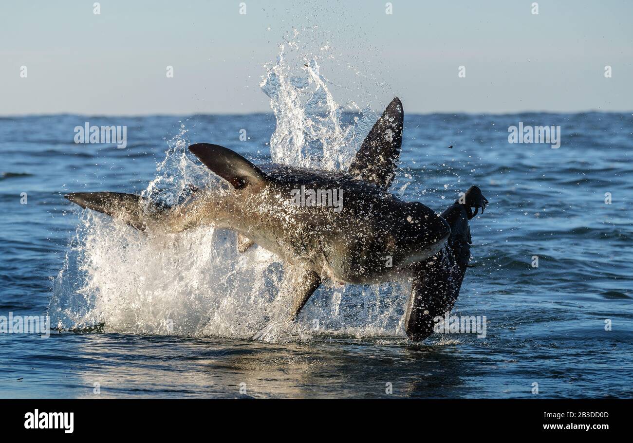 Bracconaggio Del Grande Squalo Bianco. Lo squalo attacca l'esca. Nome scientifico: Carcharodon carcharias. Sudafrica. Foto Stock