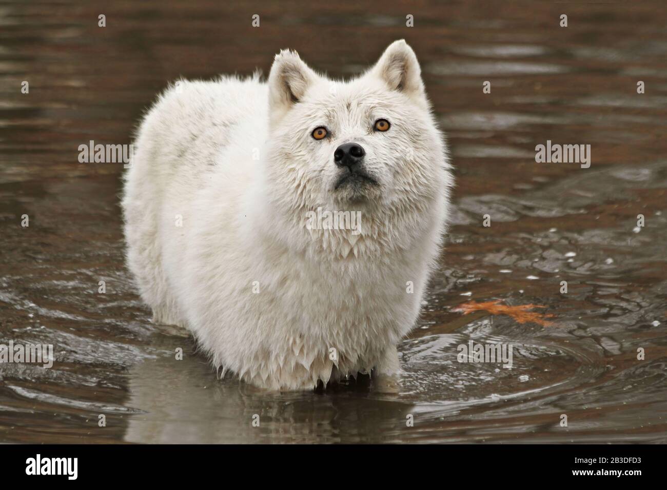 Lupo bianco Foto Stock