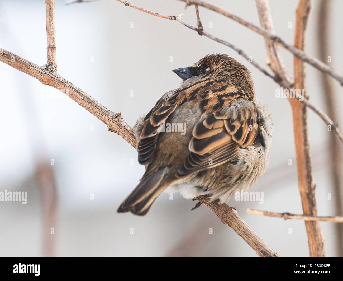 Sparrow uccello su una filiale in un parco a Montreal, Quebec, Canada Foto Stock