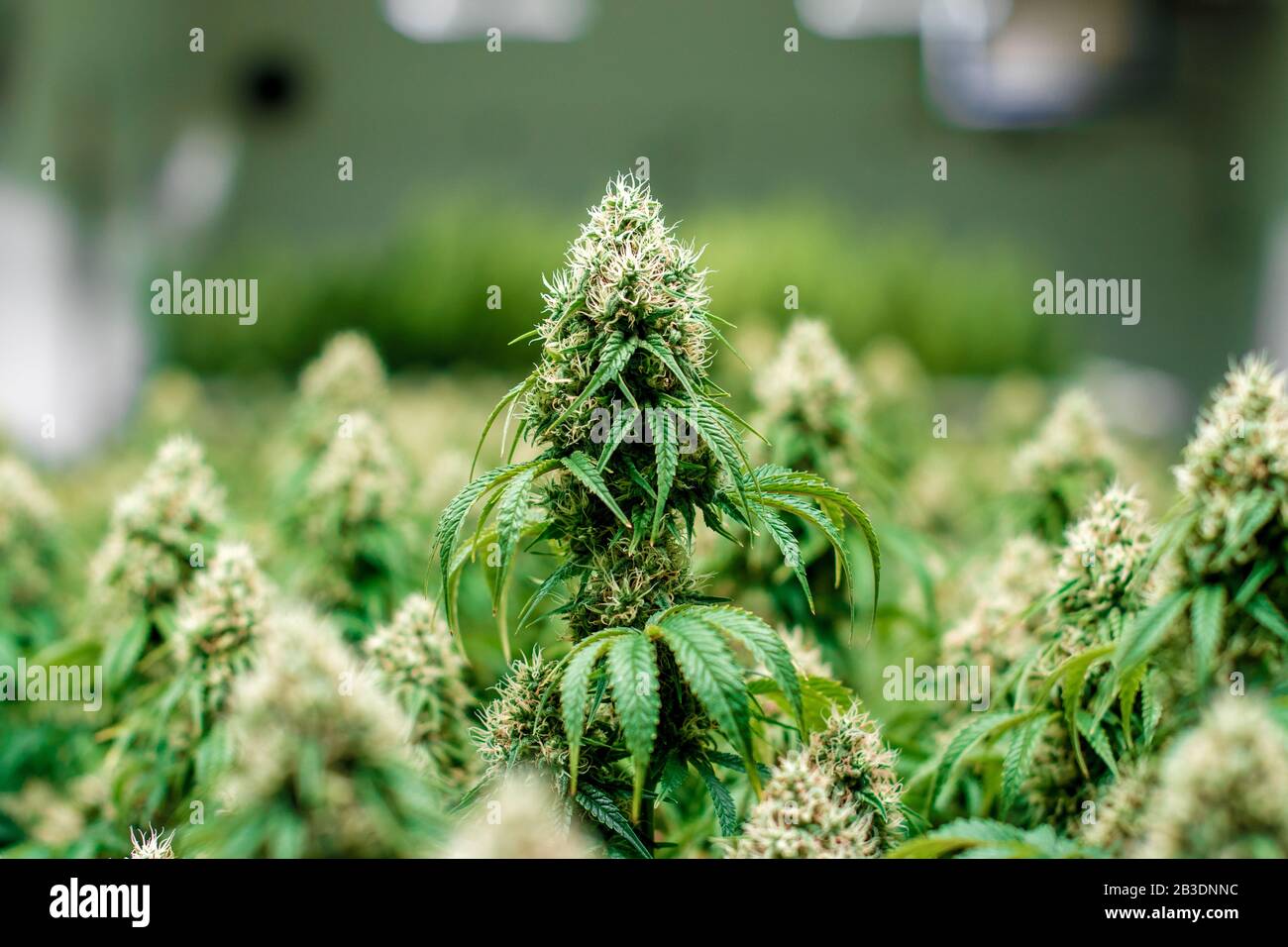 Stabilimento di Marijuana per Attività Ricreative e mediche al coperto con piselli visibili Foto Stock