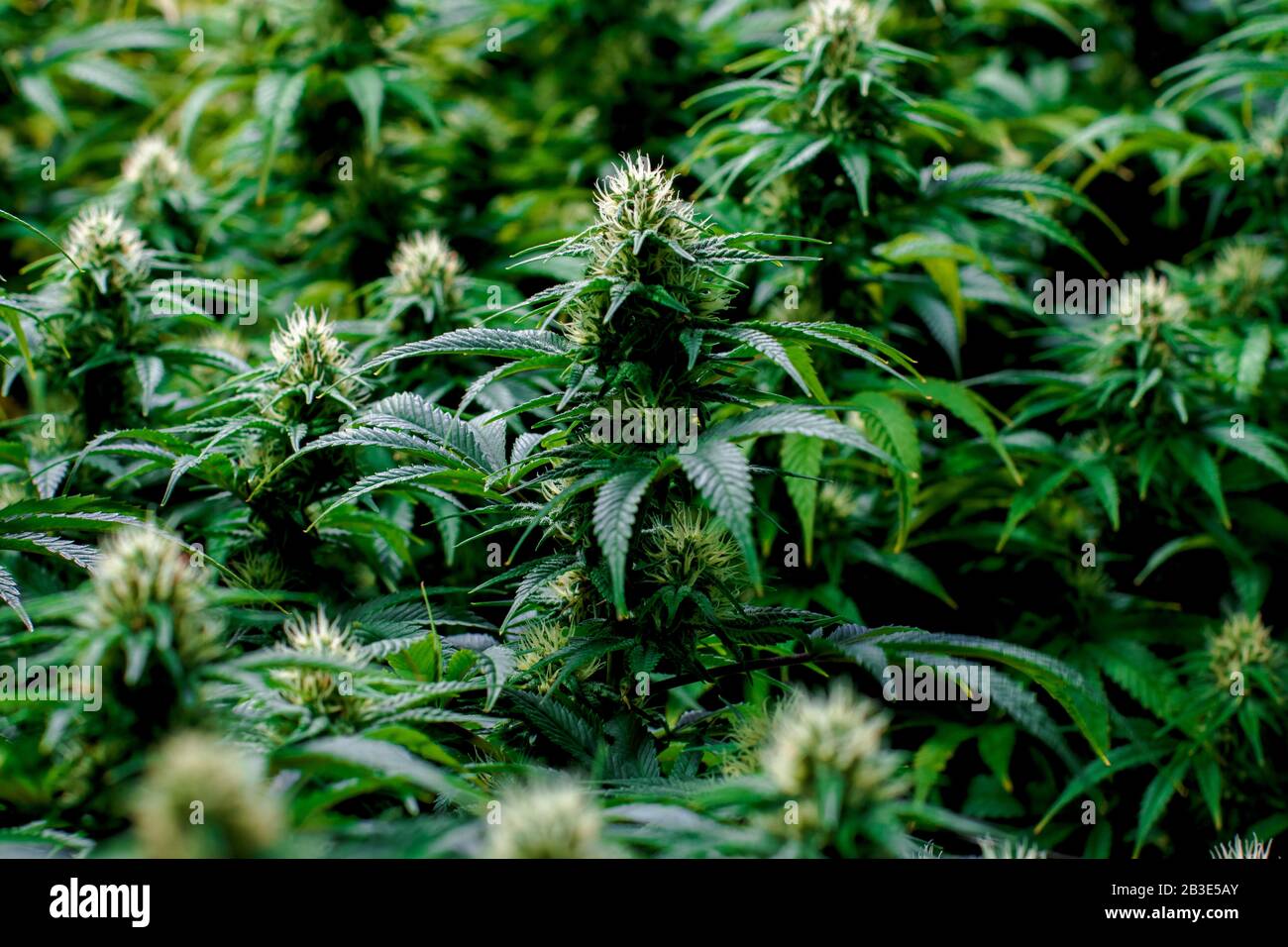 Stabilimento di Marijuana per attività Ricreative e mediche al coperto a Maturazione multipla con piselli visibili Foto Stock