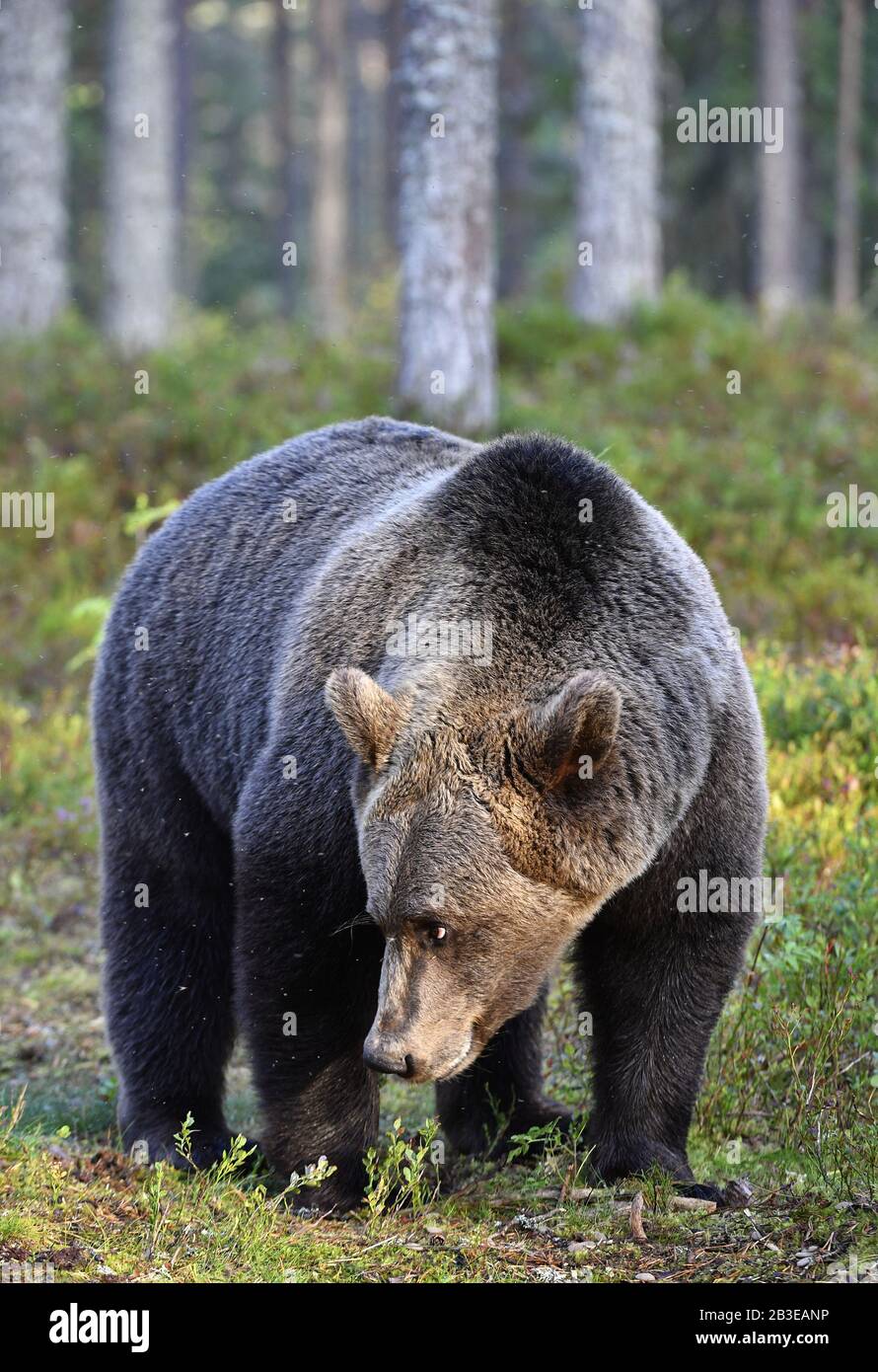 frontale, frontale, verticale, adulto, animali, artos, orsi, grande, marrone, orso bruno, carnivoro, primo piano, primo piano, primo piano, pericolo, pericoloso, viso, fauna, Foto Stock