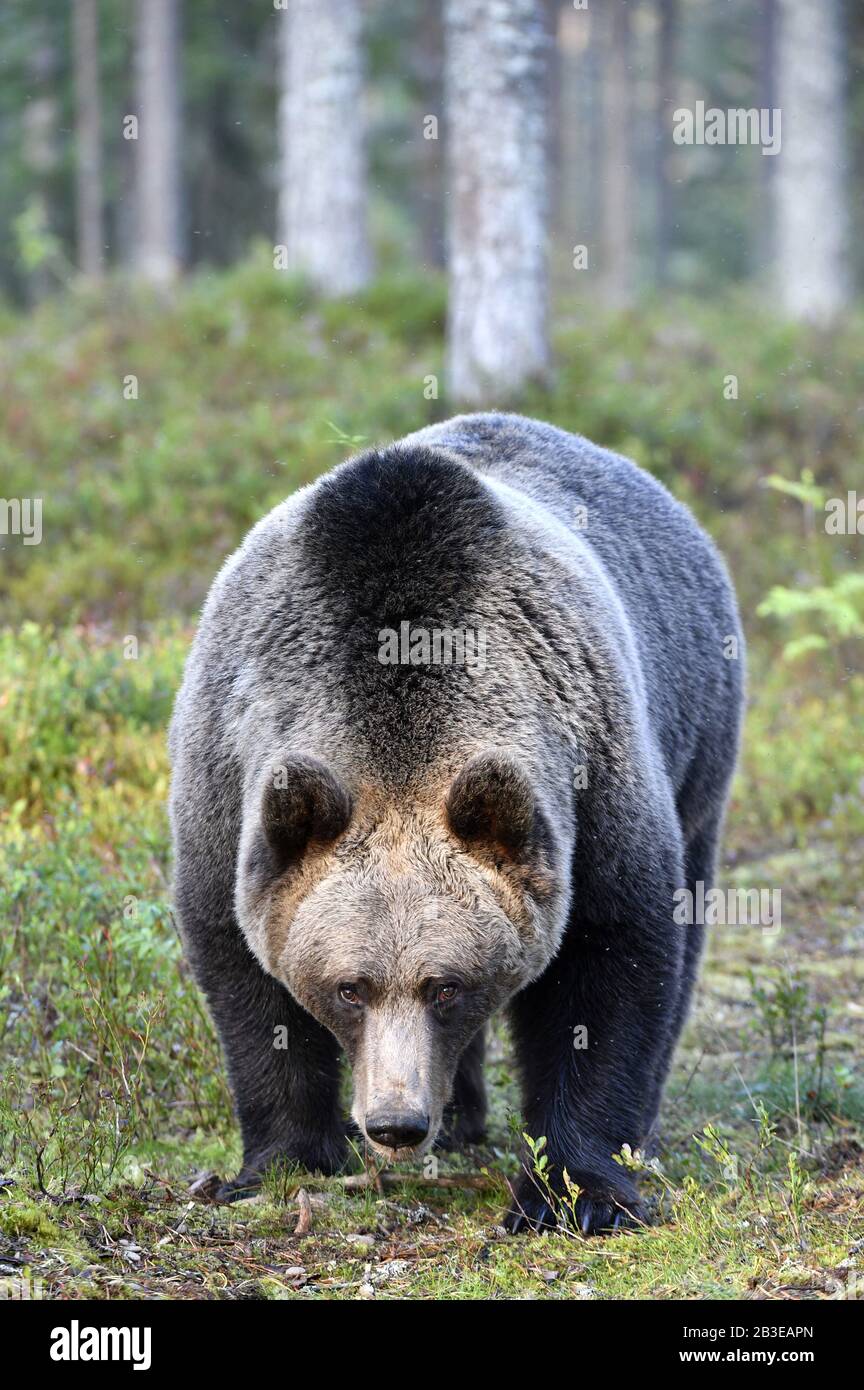 frontale, frontale, verticale, adulto, animali, artos, orsi, grande, marrone, orso bruno, carnivoro, primo piano, primo piano, primo piano, pericolo, pericoloso, viso, fauna, Foto Stock