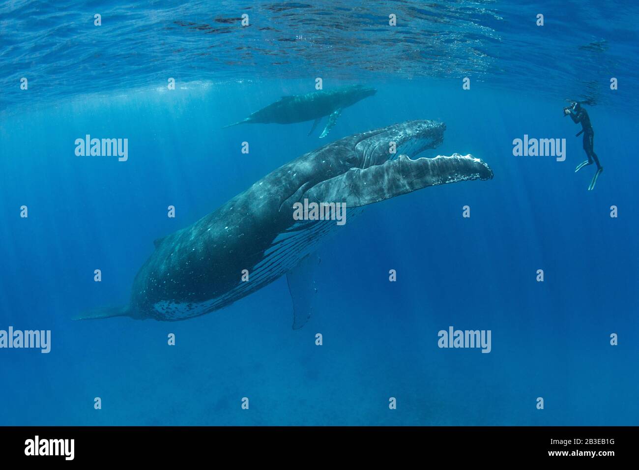 Fotografo subacqueo scatta foto di una megattere madre e vitello, Megaptera novaeangliae, vicino a Nomuka Island, ha'apai gruppo, Regno di Tonga, Foto Stock