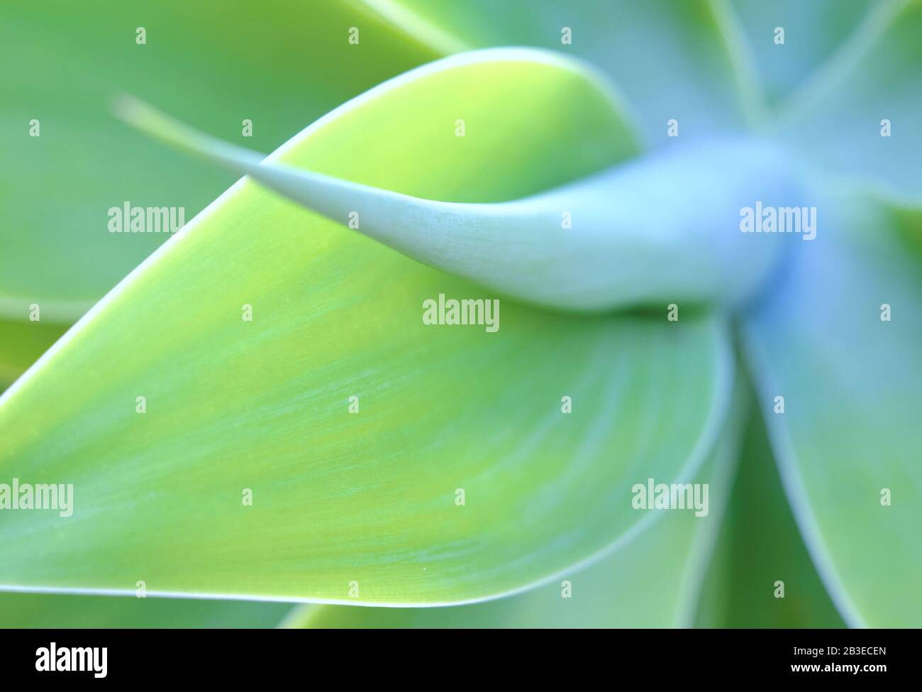 Motivi floreali astratti (foglie di pianta di agave) immagine soft focus e profondità di campo molto poco profonda per effetto estetico. Foto Stock