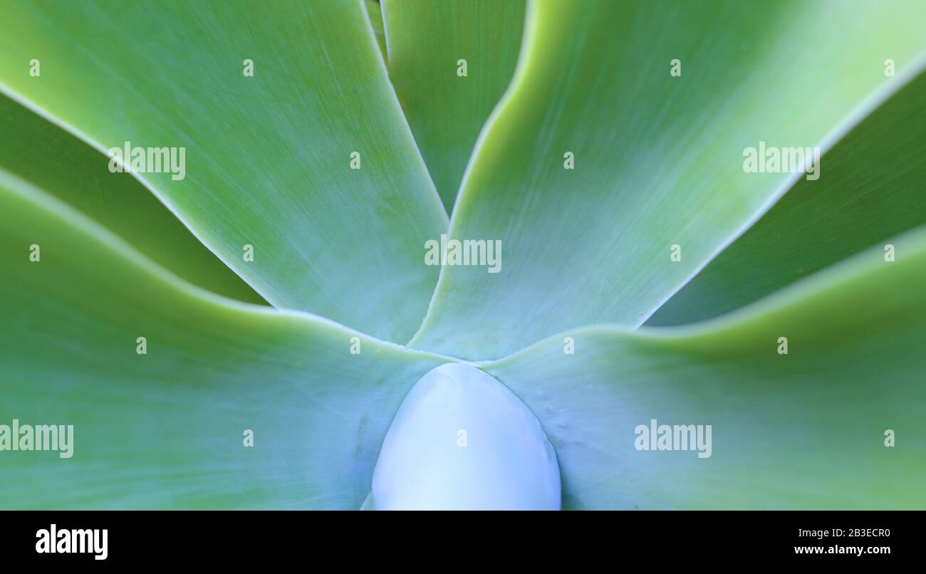 Disegno radiale astratto naturale (foglie di agave pianta) immagine soft focus e profondità di campo molto poco profonda per effetto estetico, raccolto panoramico. Foto Stock
