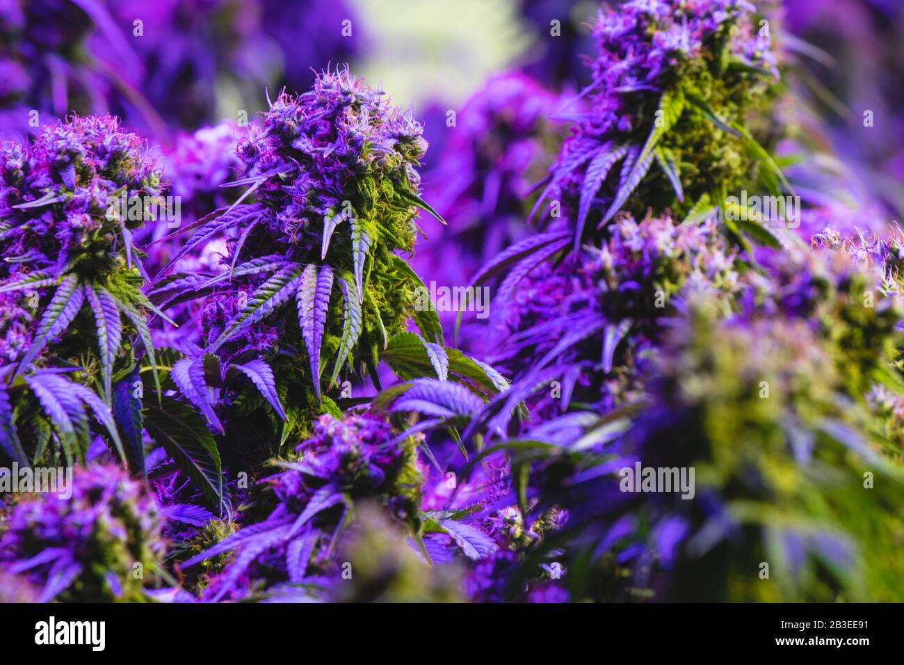 Viola hue che matura indoor ricreativo e Medical marijuana industria pianta con visibile ambra pistils e lo sviluppo trichomes Foto Stock