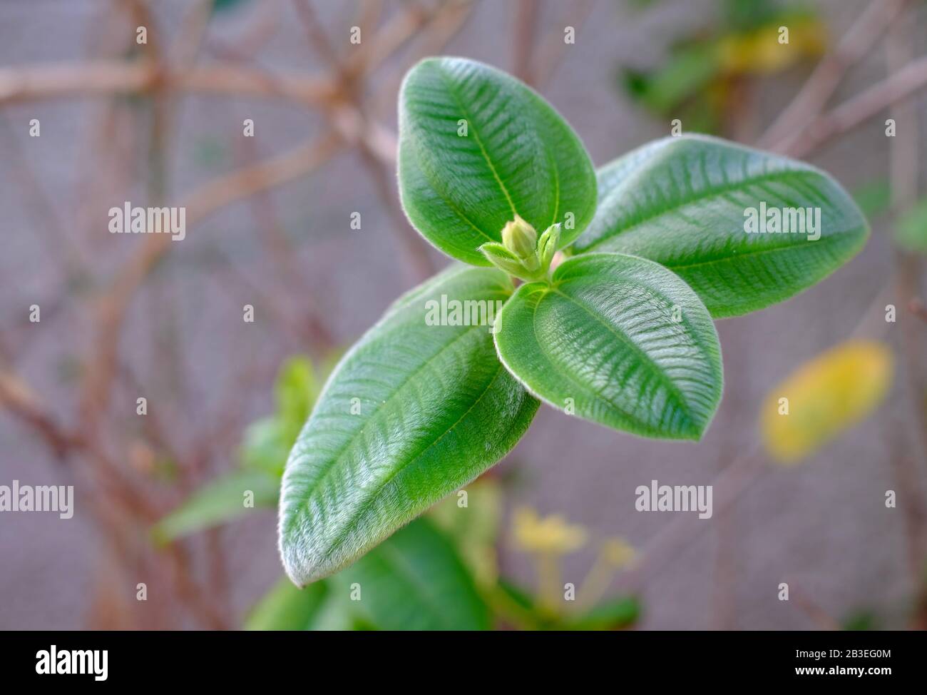 Delicate foglie verdi fresche, vista ravvicinata. Foto Stock