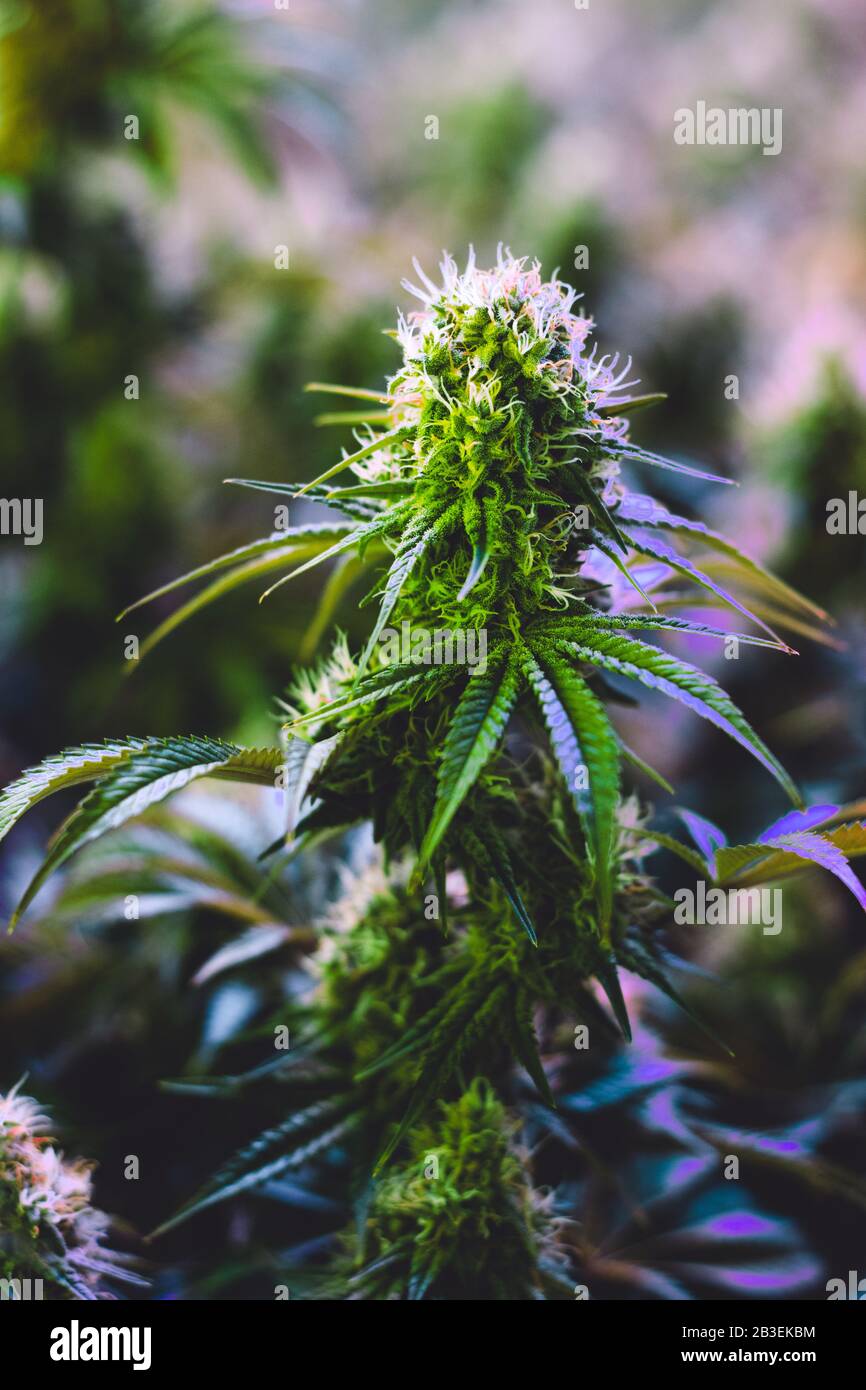 Pianta per l'industria della marijuana medica da diporto al coperto matura con grandi fiori di cola sviluppati e pistils in via di sviluppo visibili Foto Stock