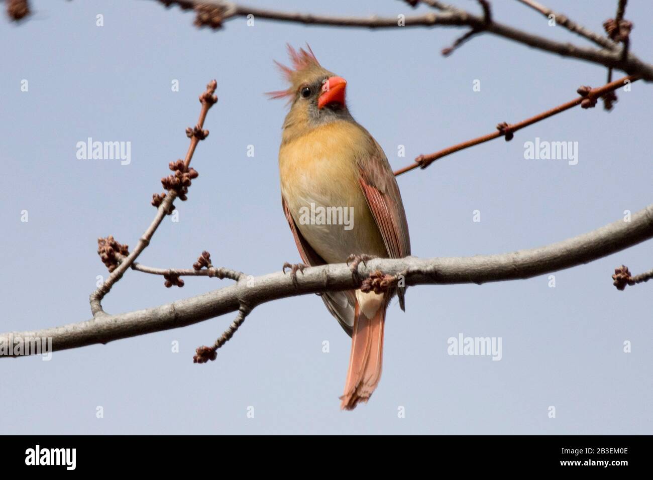 Rosso Cardinale femmina canto in un albero per un accoppiamento Foto Stock