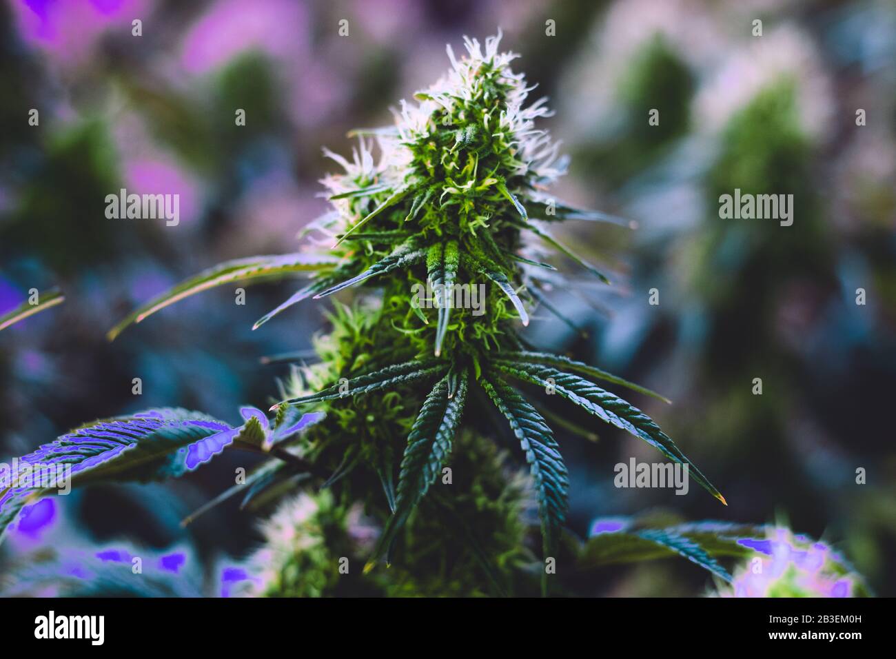 Pianta per l'industria della marijuana medica da diporto al coperto matura con grandi fiori di cola sviluppati e pistils in via di sviluppo visibili Foto Stock