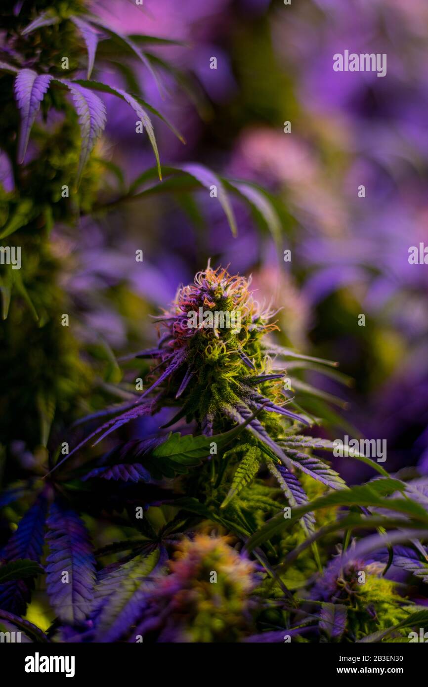 Pianta per l'industria della marijuana medica da diporto al coperto matura con grandi fiori di cola sviluppati e pistils in via di sviluppo visibili Foto Stock