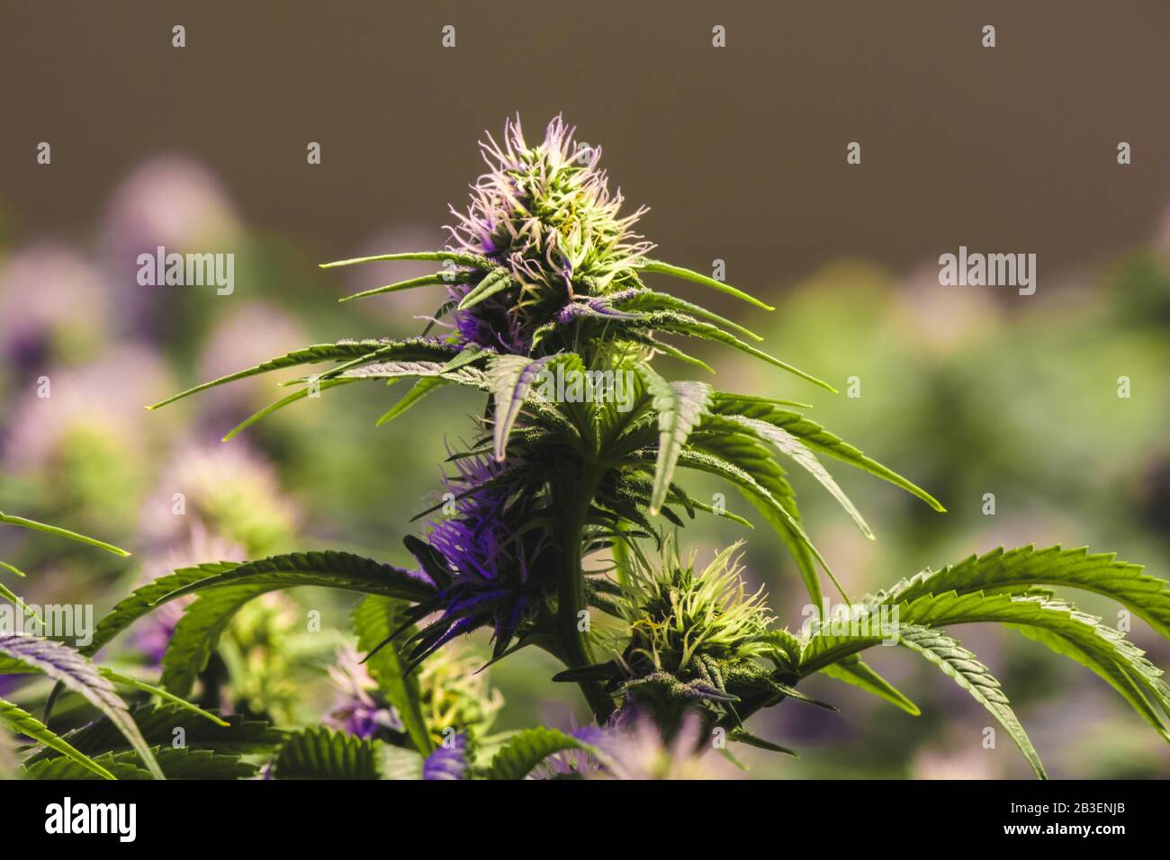 Giovane fioritura indoor medico ricreativo marijuana industria pianta con lo sviluppo di fiori di cola e visibile sviluppo pistils Foto Stock