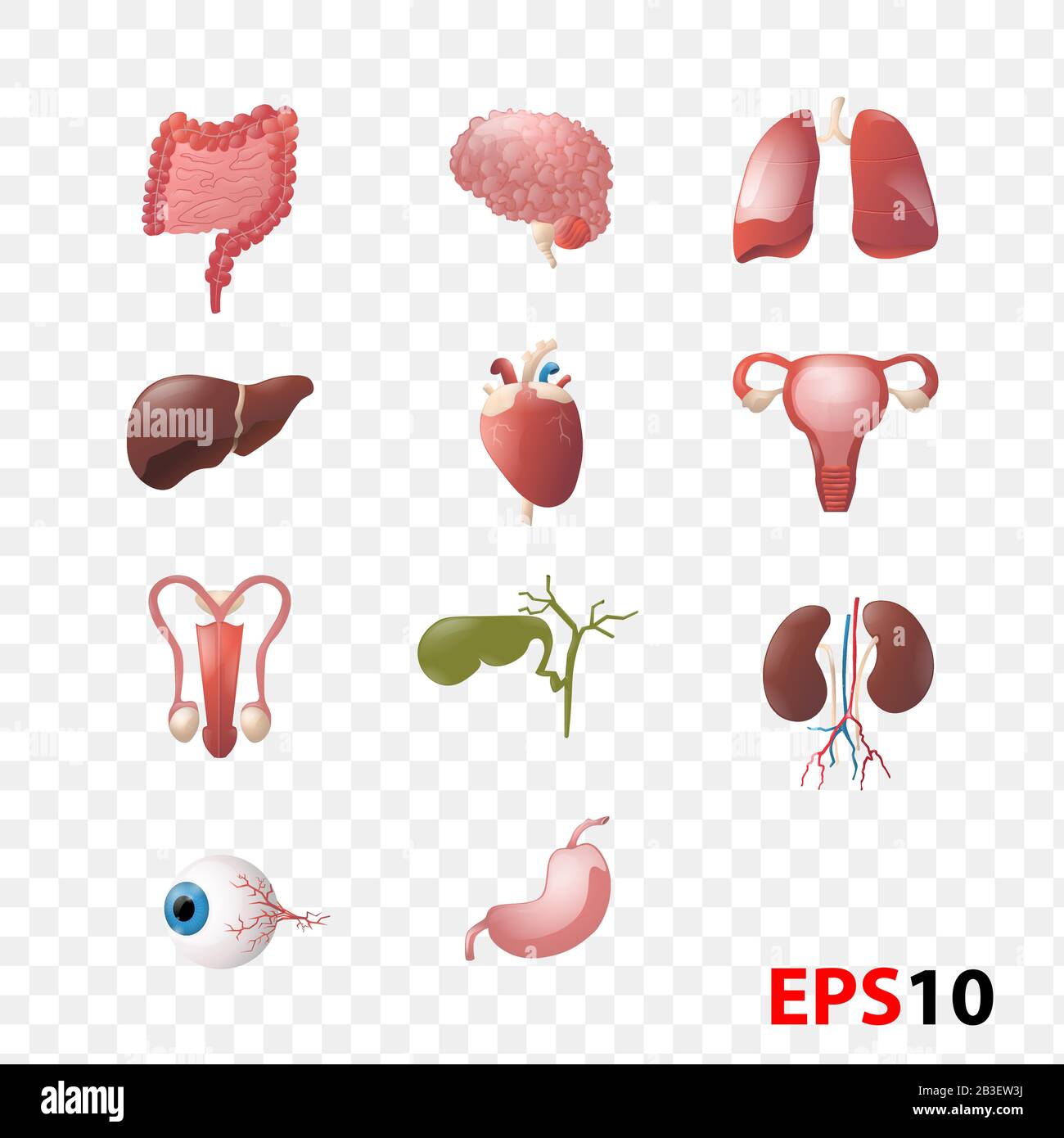 Illustrazione del set di anatomia Degli Organi interni umani Illustrazione Vettoriale
