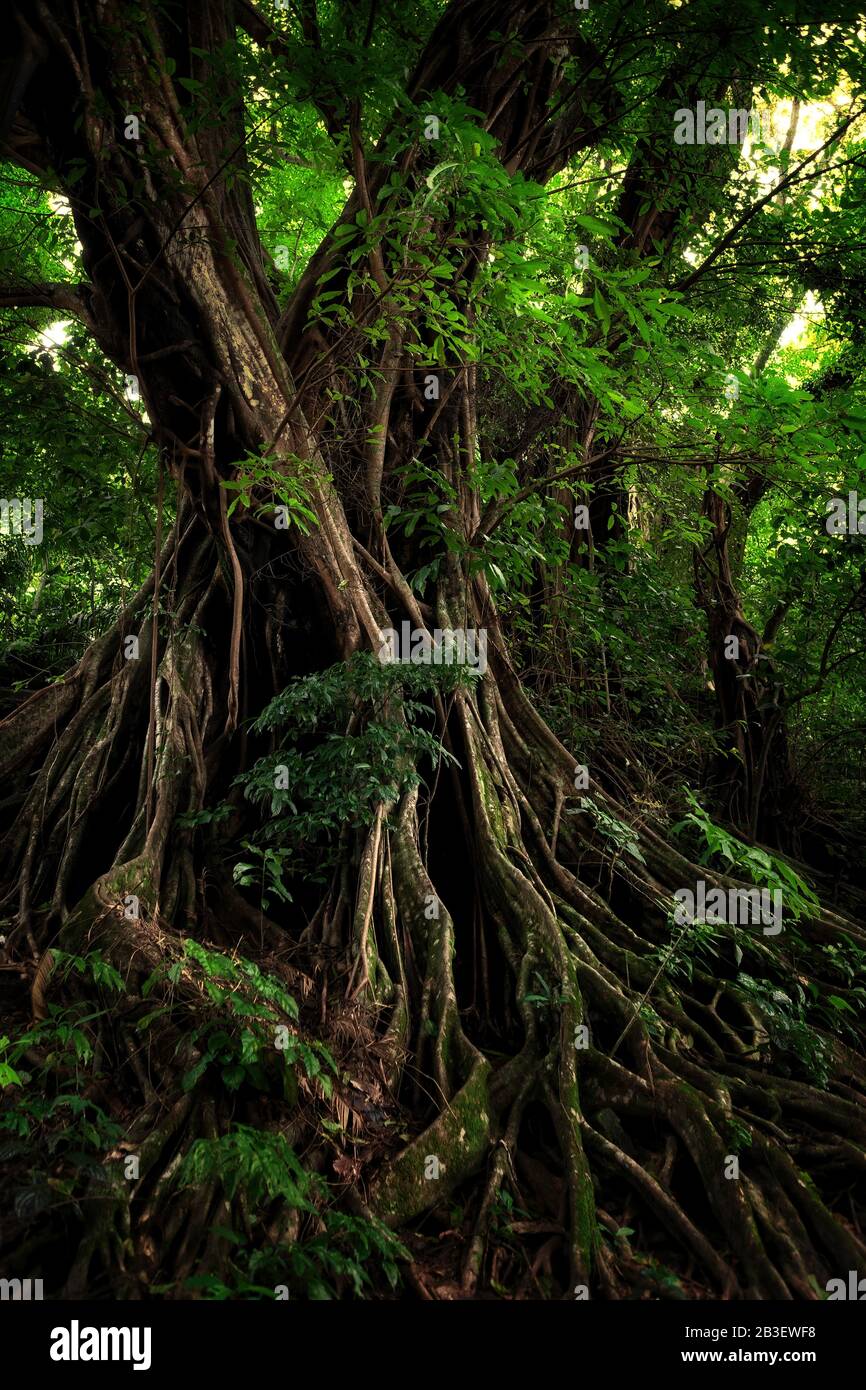 Lussureggiante e verde foresta pluviale con immense e intricate contrafforti e sistema di radici. Giardino Botanico Di Limbe, Limbe, Camerun, Regione Sud-Ovest, Africa Foto Stock