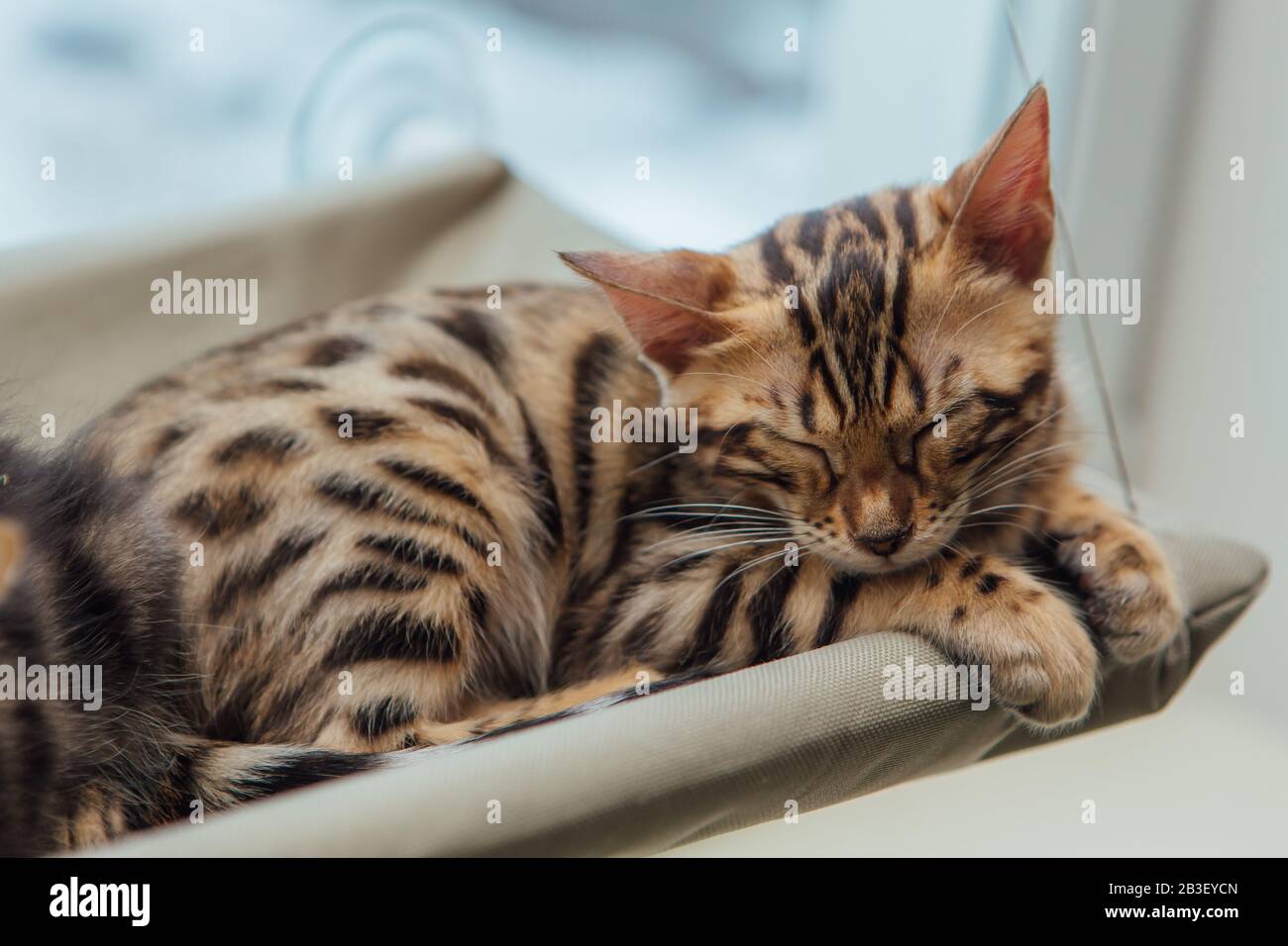 30+ Piccolo Leopardo Piccolo Gatto Bengala PNG