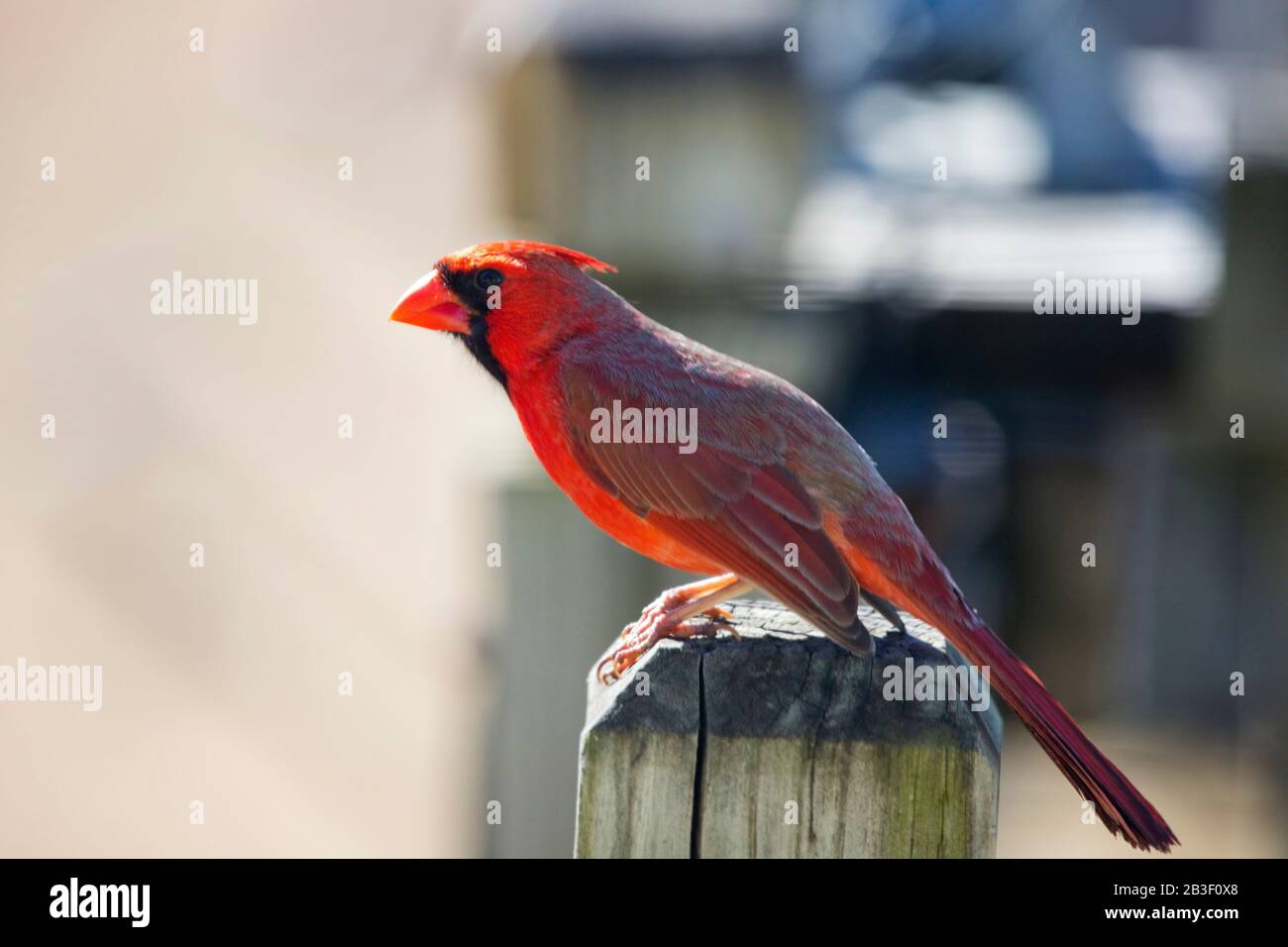 Red Cardinal Male On Deck Post In Procinto Di Volare Foto Stock