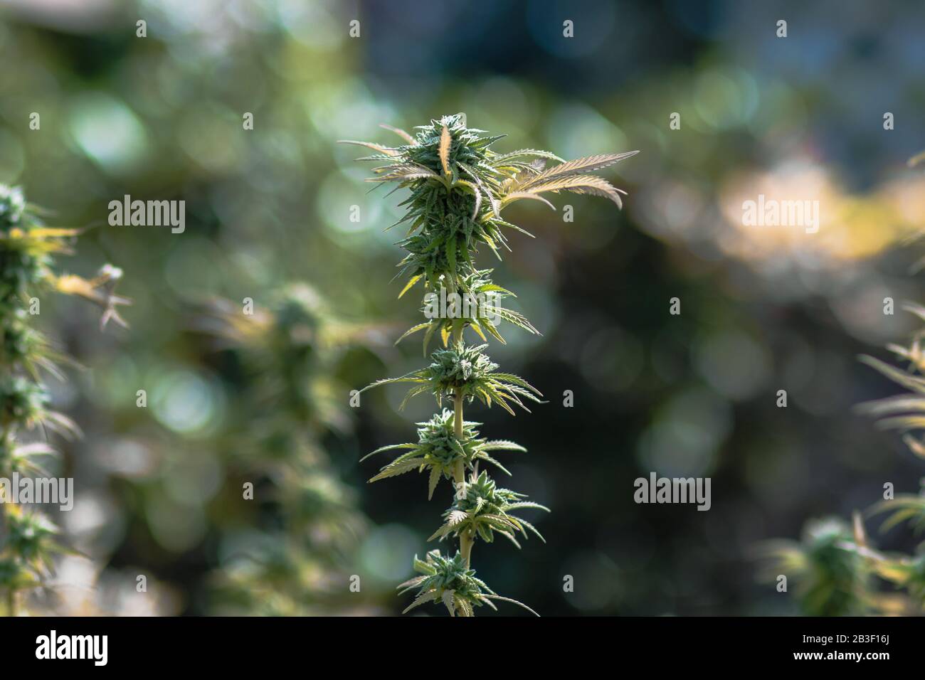 Pianta di marijuana per uso medico-ricreativo personale all'aperto Foto Stock