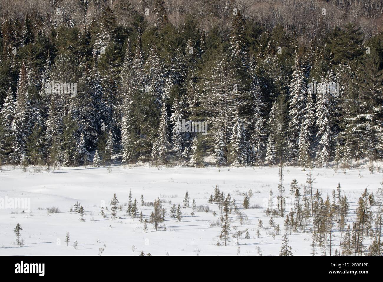 Teleobiettivo del Parco Algonquin in inverno dal punto panoramico del centro visitatori. Foto Stock