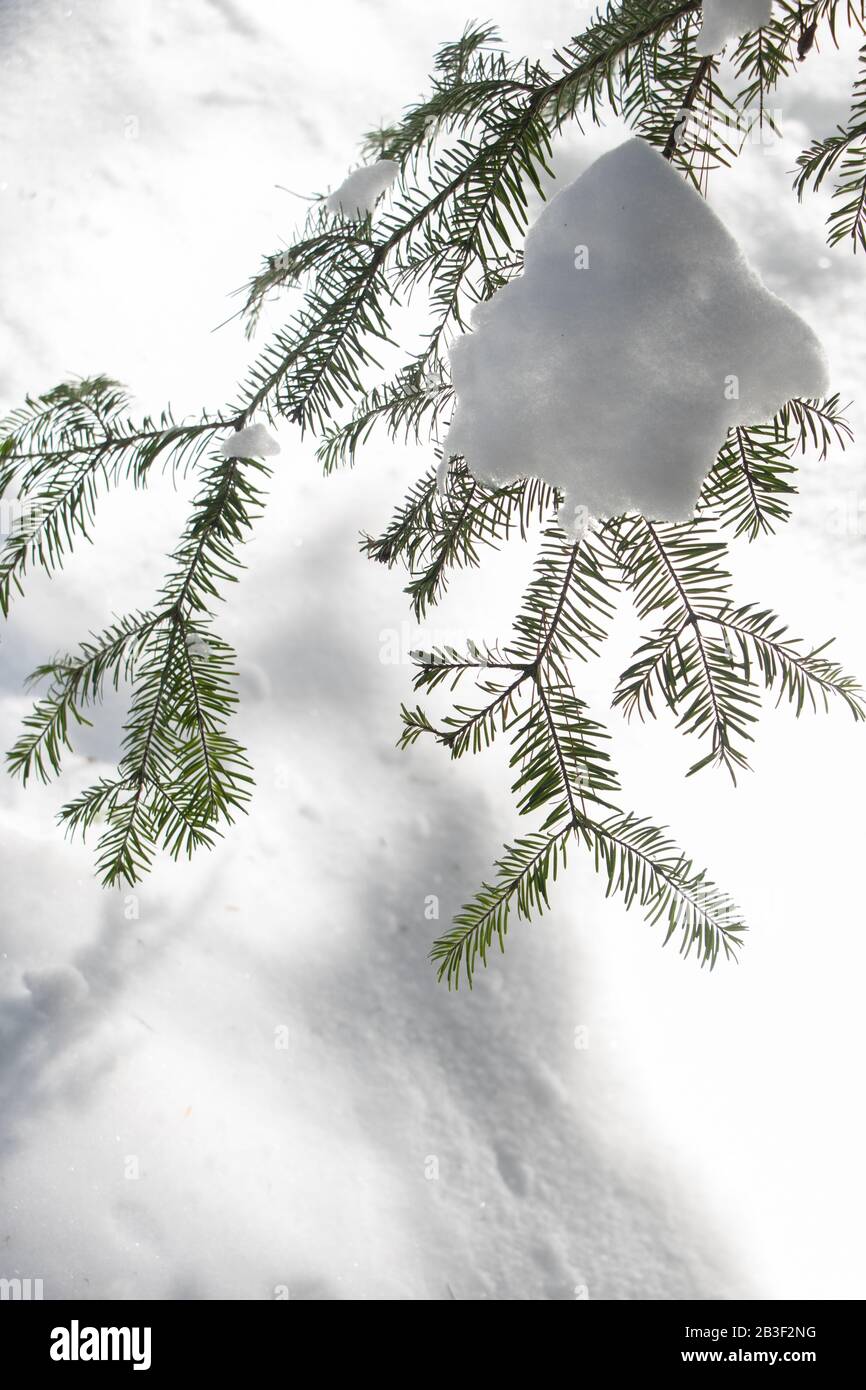 Un soffio di nuova neve morbida su un po 'sempreverde sapling in inverno Foto Stock