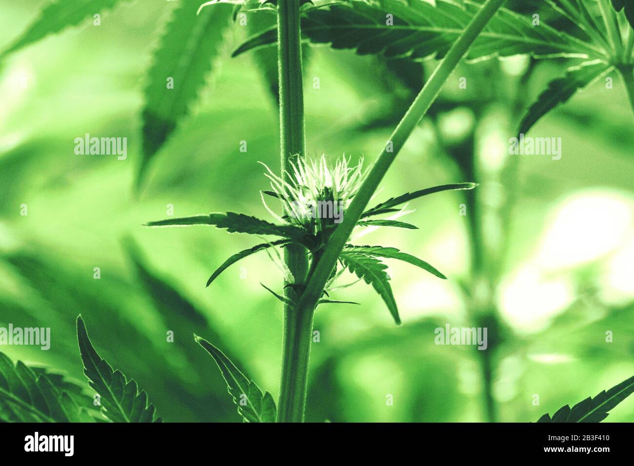 Giovane pianta legale di cannabis medica per lo sviluppo/crescita con pistils e germogli fioriti visibili Foto Stock