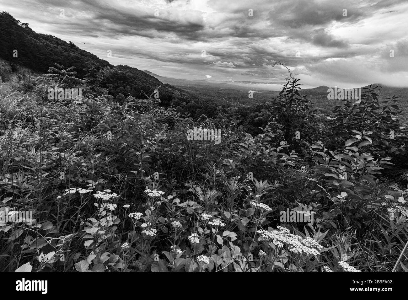 Tappeti di fiori selvatici l'area si affaccia, sulla Blue Ridge Parkway ad Asheville, NC, USA Foto Stock