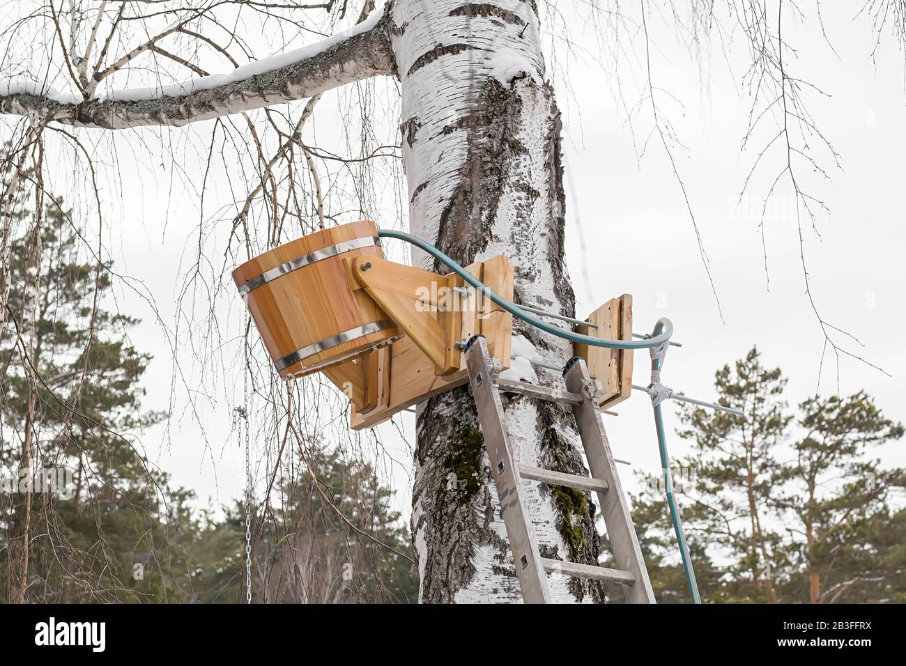 secchio antico in legno per annaffiare, versare acqua fredda, attaccato ad un albero Foto Stock