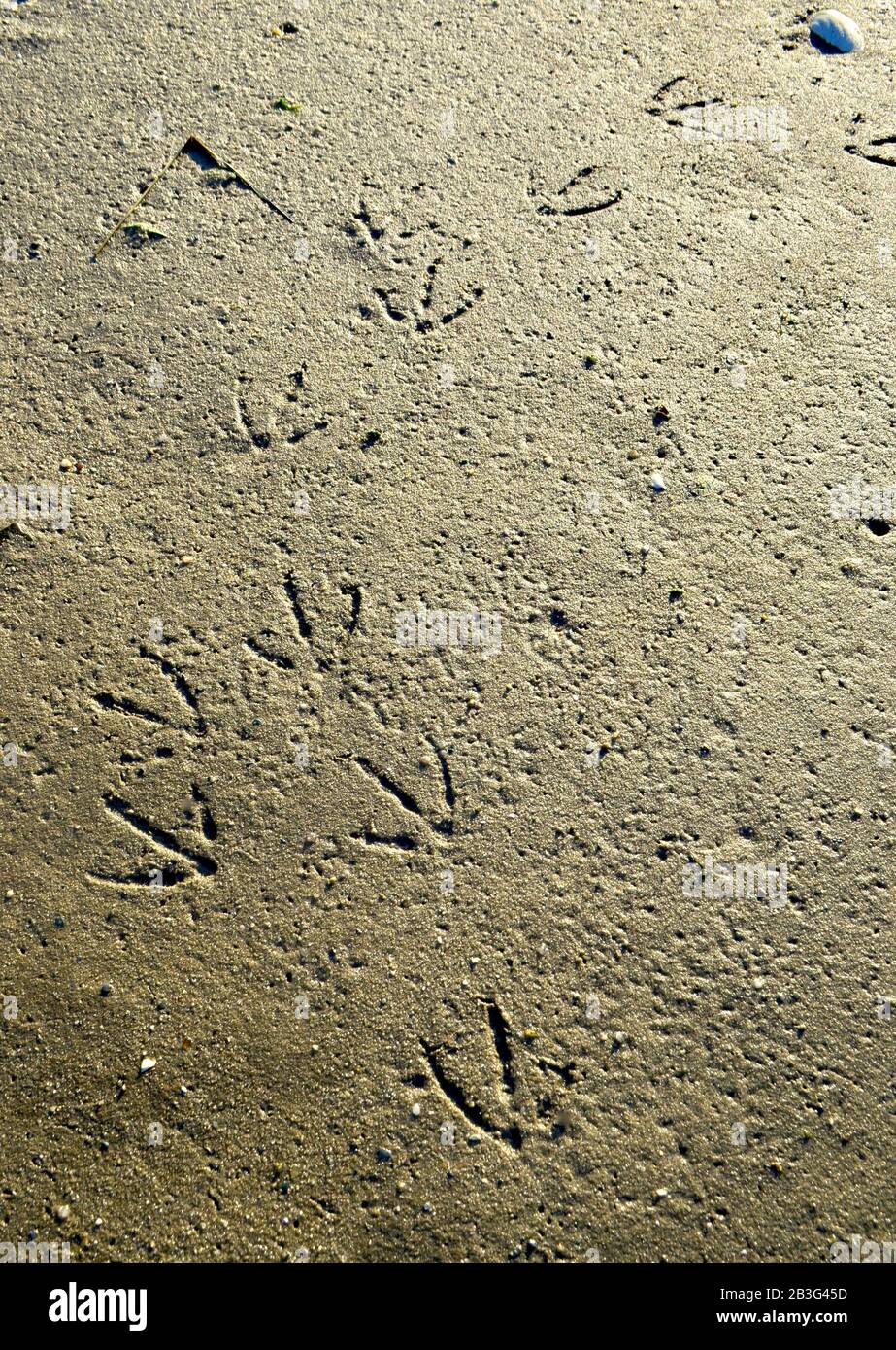 Impronte di uccelli su una spiaggia di sabbia bagnata. Foto Stock