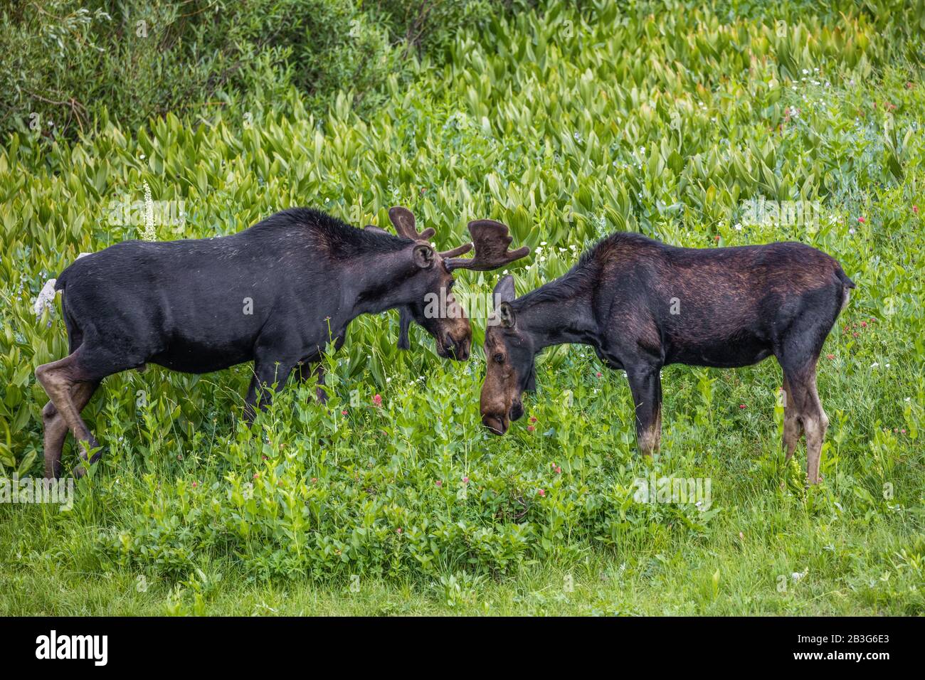 Alci maschi e femmine, Albion Basin, Little Cottonwood Canyon, Utah Foto Stock
