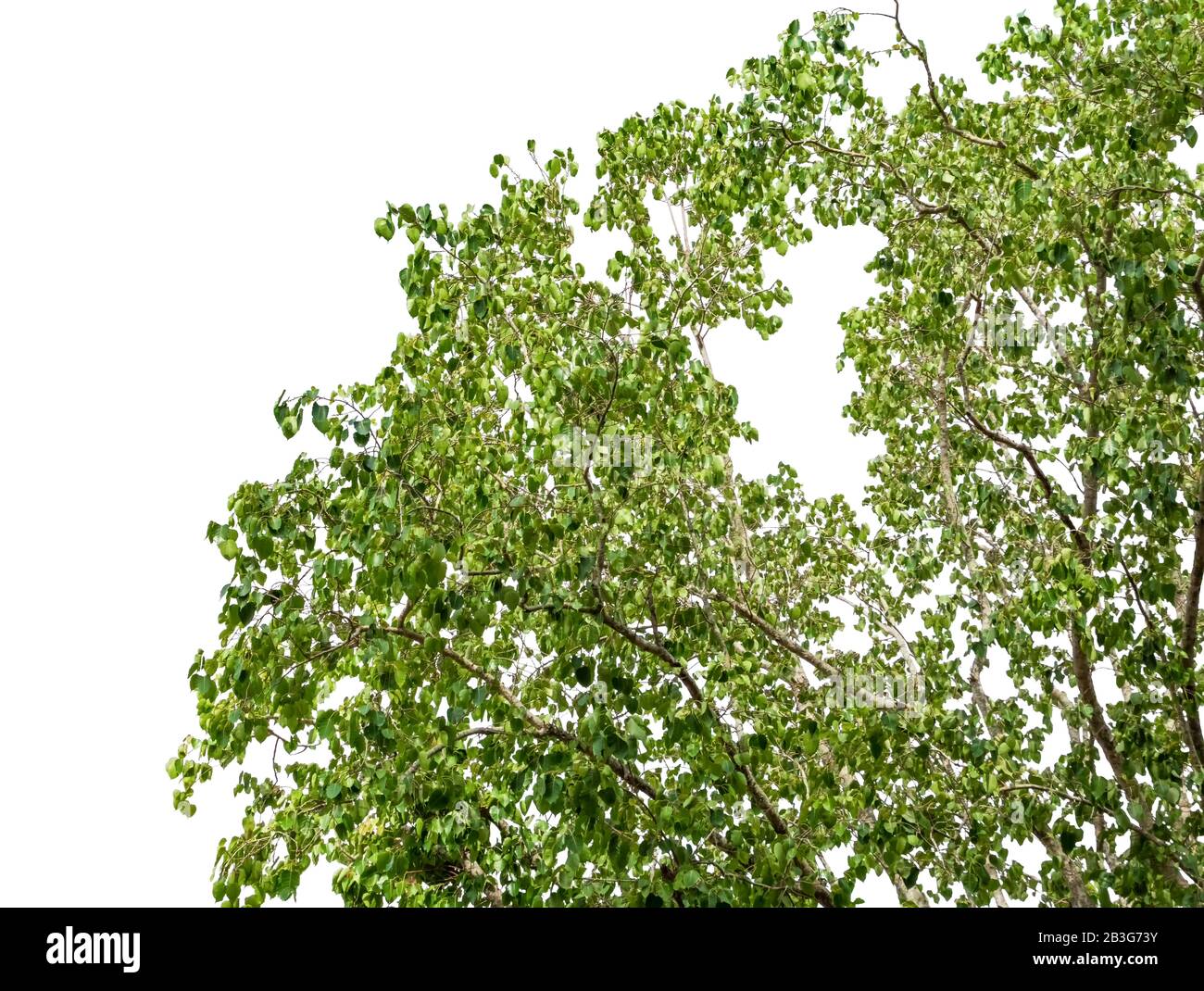 Primo piano l'ambiente degli alberi nella foresta foglie verdi e ramo bello su sfondo bianco. Foto Stock