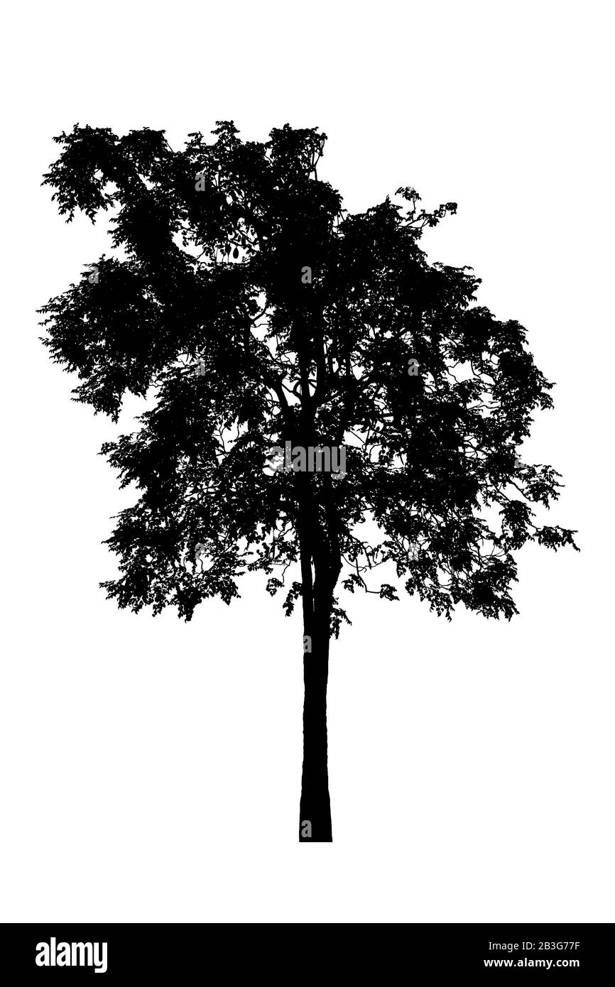 I contorni della struttura bella su sfondo bianco Foto Stock