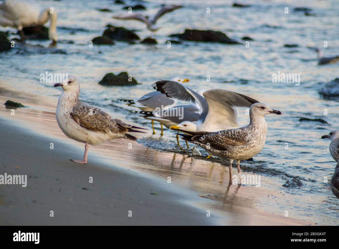 Gruppo di gabbiani e glarona camminando sulla spiaggia, onde che colpiscono la riva, all'aperto Foto Stock