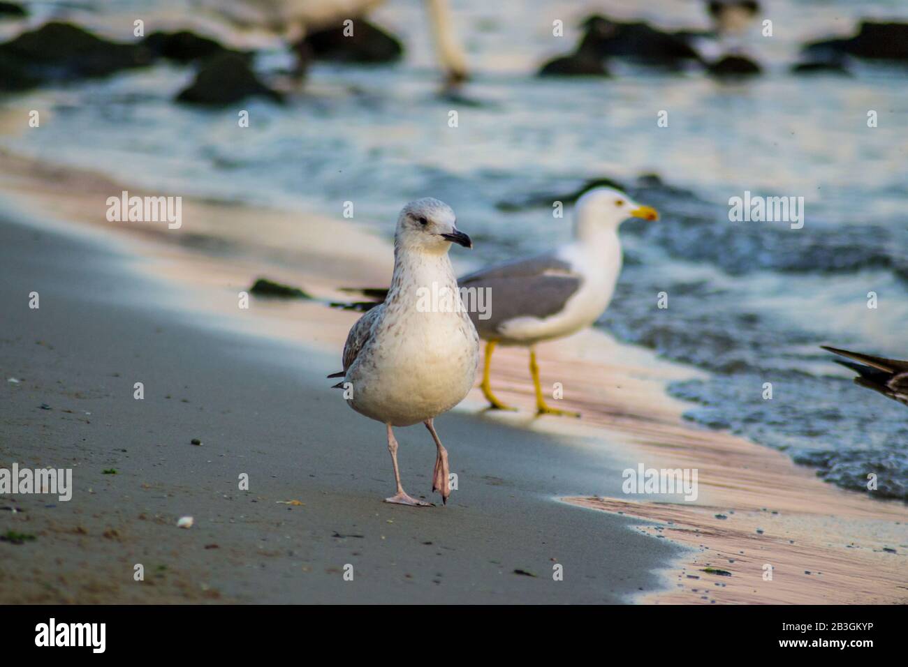 Gruppo di gabbiani e glarona camminando sulla spiaggia, onde che colpiscono la riva, all'aperto Foto Stock