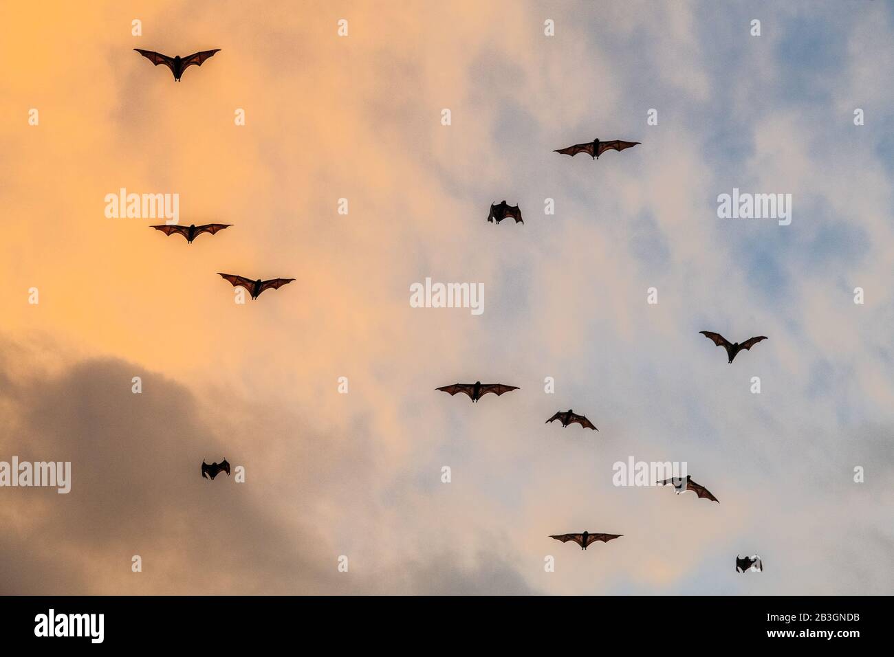 Un gregge di pipistrelli di frutta nel cielo del tramonto. La piccola volpe volante, la volpe volante dell'isola o la volpe volante variabile (Pteropus hypomelanus), la pipistrello di frutta. Volpe bat fl Foto Stock