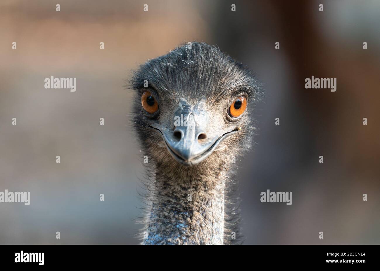 Primo piano della testa e del collo di un'uem Foto Stock