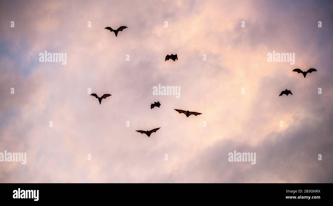 Un gregge di pipistrelli di frutta nel cielo del tramonto. La piccola volpe volante, la volpe volante dell'isola o la volpe volante variabile (Pteropus hypomelanus), la pipistrello di frutta. Volpe bat fl Foto Stock