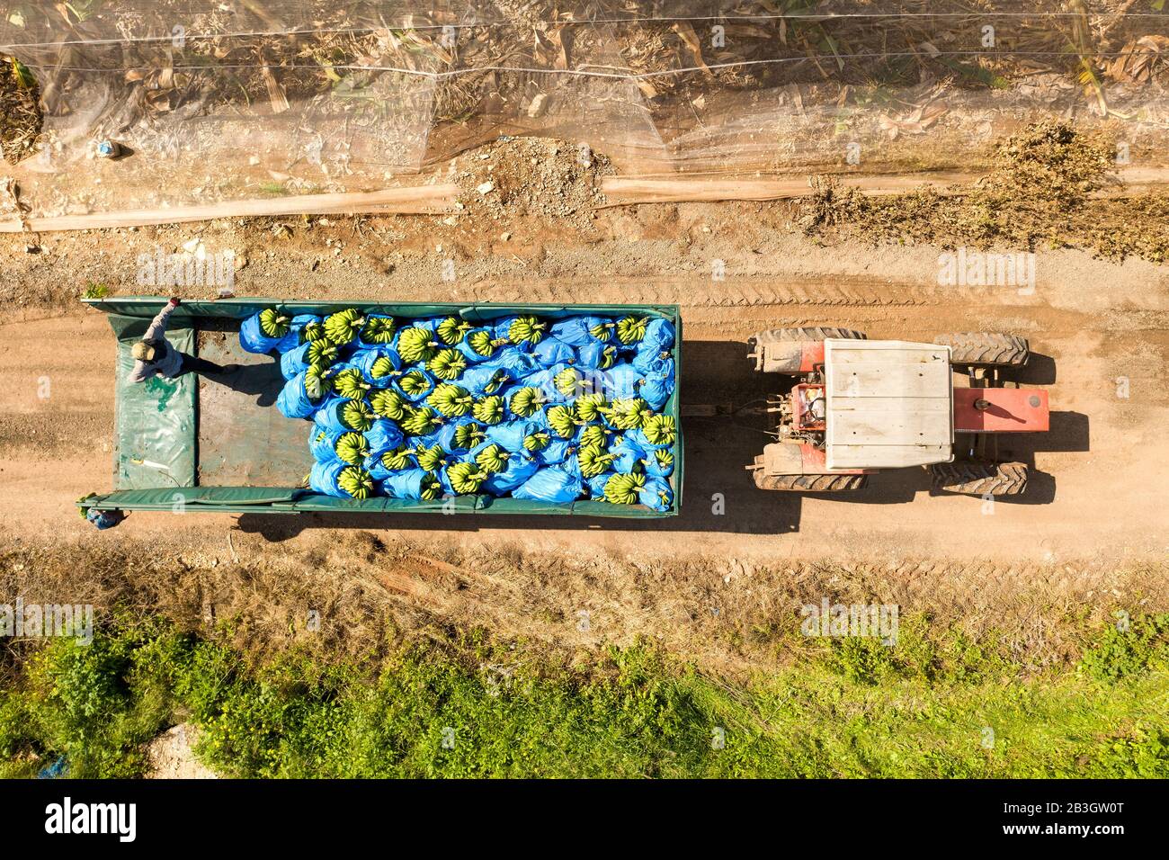Agricoltori che caricano banane mature avvolte in sacchetti di plastica blu su un rimorchio trattore, vista aerea. Foto Stock