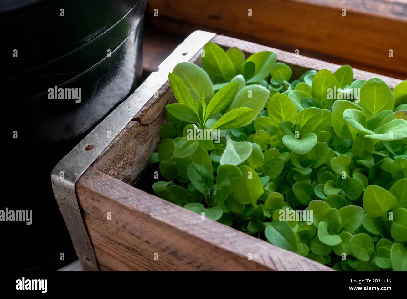 Giovani pianta di Petunia in una scatola di legno. Germogli giovani di fiori. Petunia è cresciuto da semi Foto Stock