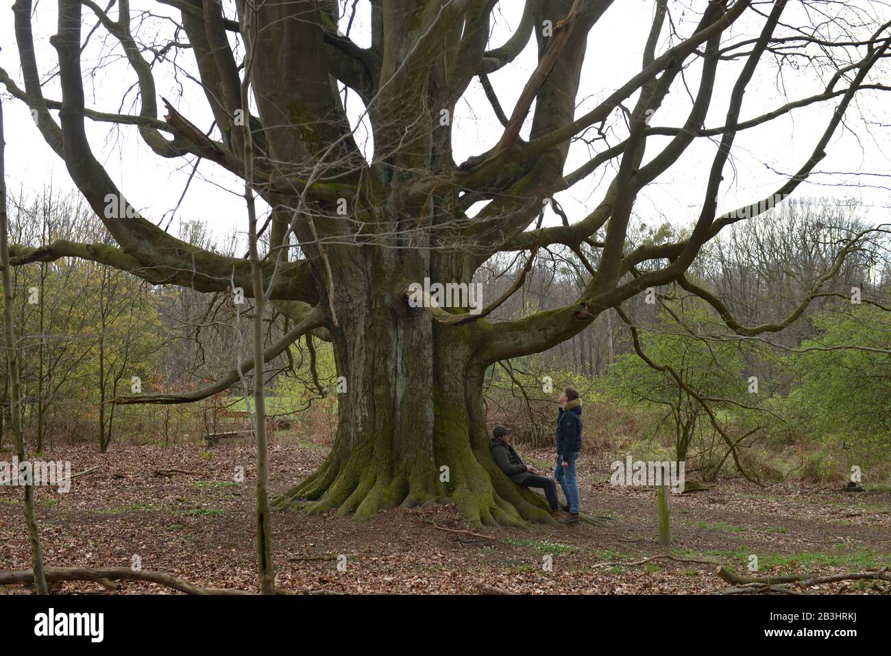 Silke-Buche, Schorfheide, Brandeburgo, Deutschland Foto Stock