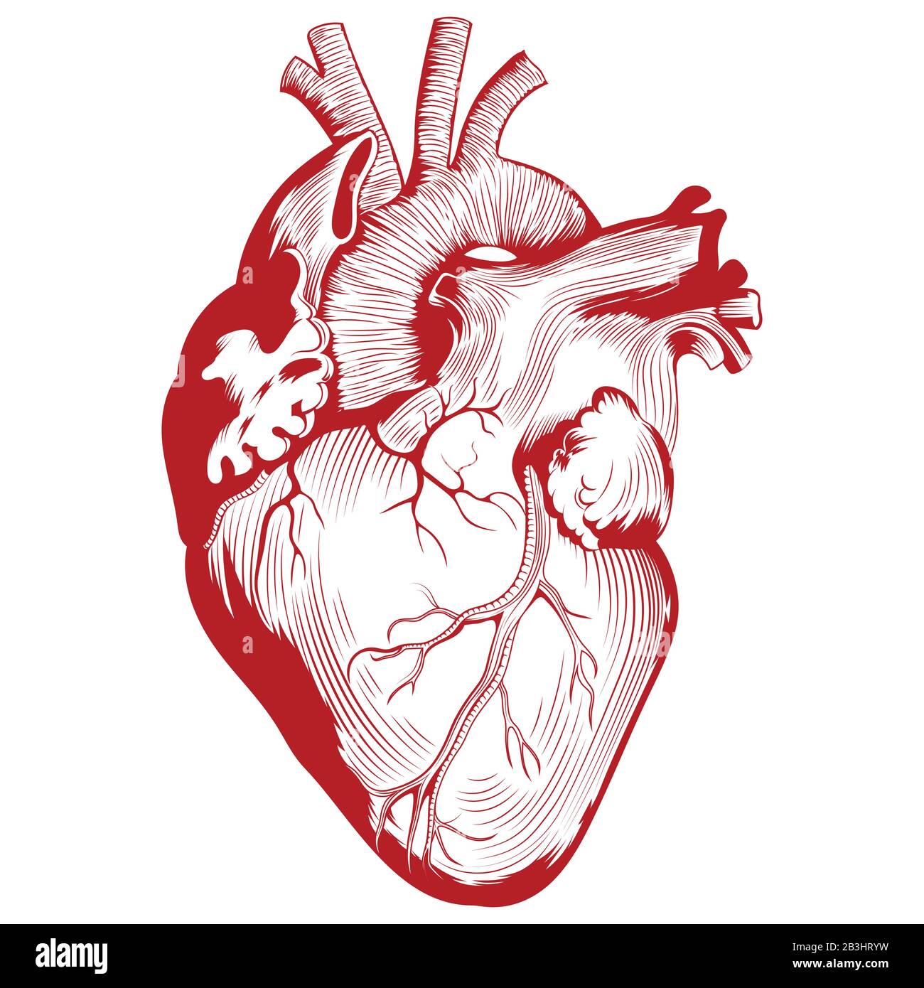 Illustrazione medica anatomica, illustrazione dell'organo del cuore umano Illustrazione Vettoriale
