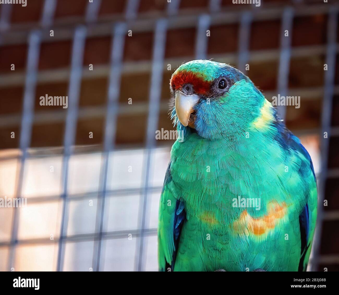 Un Port Lincoln Parrot in cattività - closeup Foto Stock