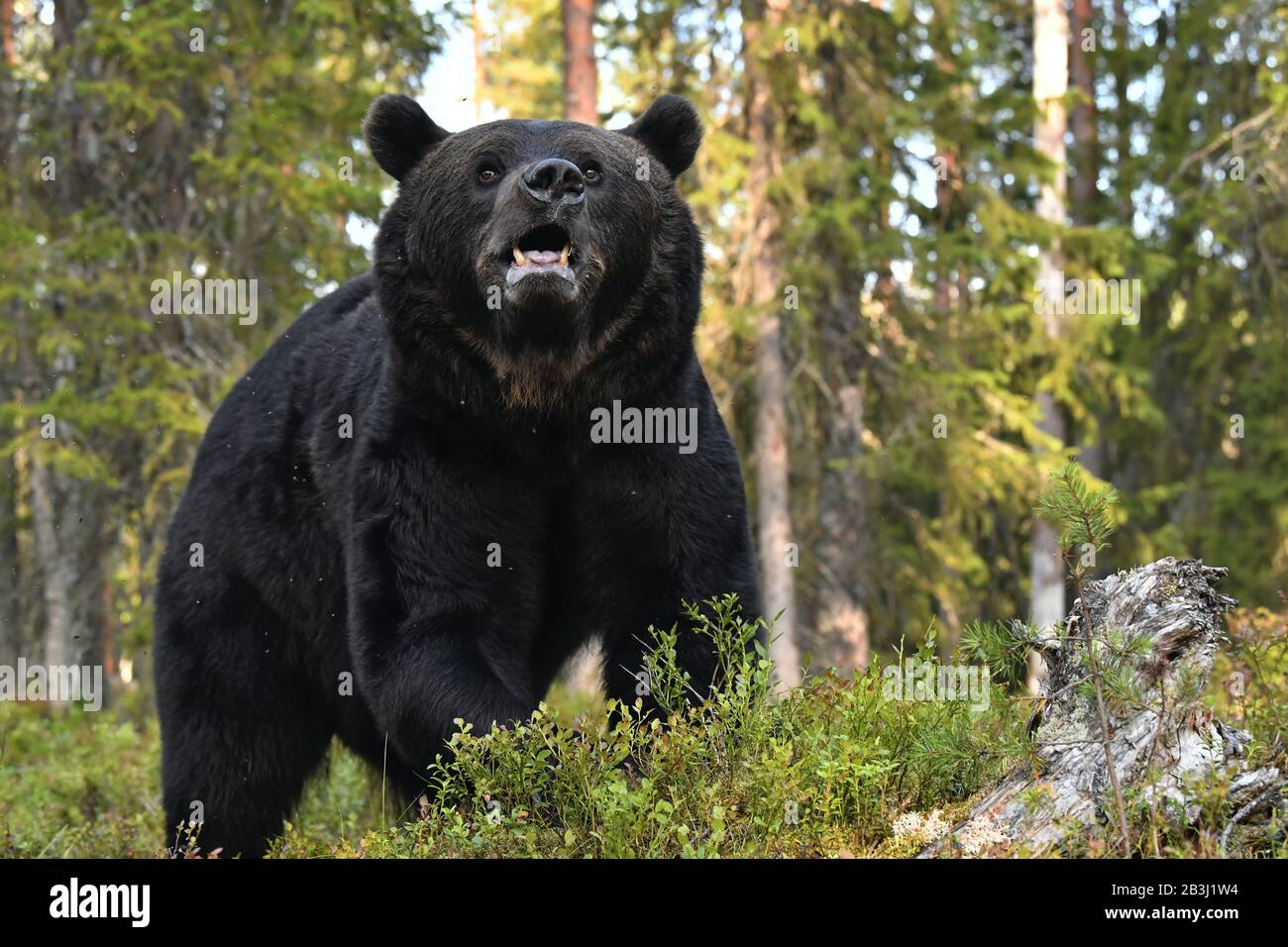 Primo piano ritratto di orso marrone weath bocca aperta nella foresta estiva. Vista frontale. Verde foresta sfondo naturale. Nome scientifico: Ursus arctos. Nat Foto Stock