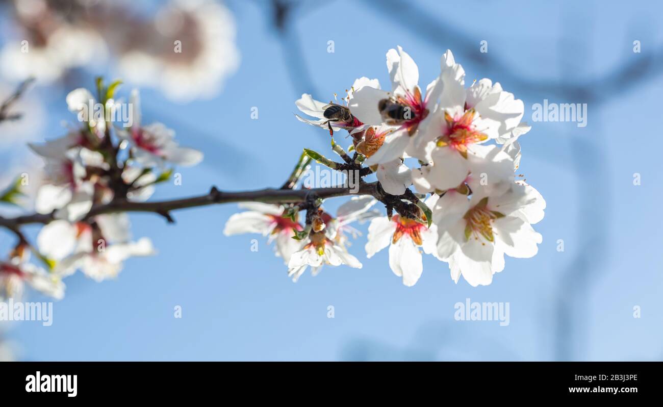 Impollinazione primaverile. Api del miele che raccolgono il polline dai fiori dell'albero della mandorla, vista del closeup Foto Stock